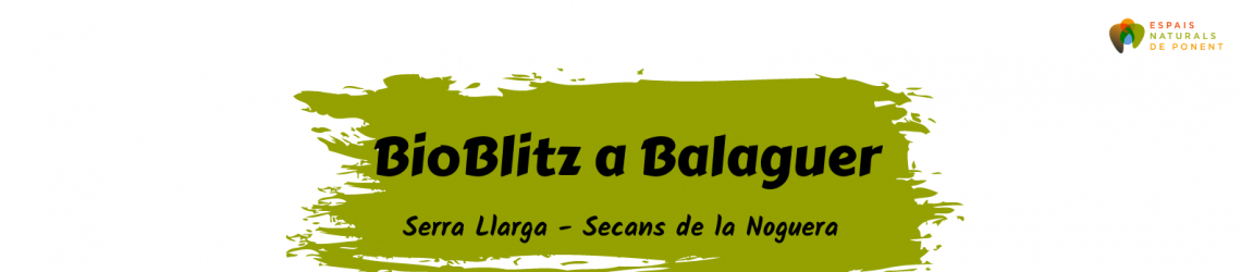 I Bioblitz a Balaguer